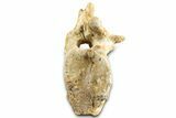 Cretaceous Crocodylomorph Vertebra - Morocco #325118-3